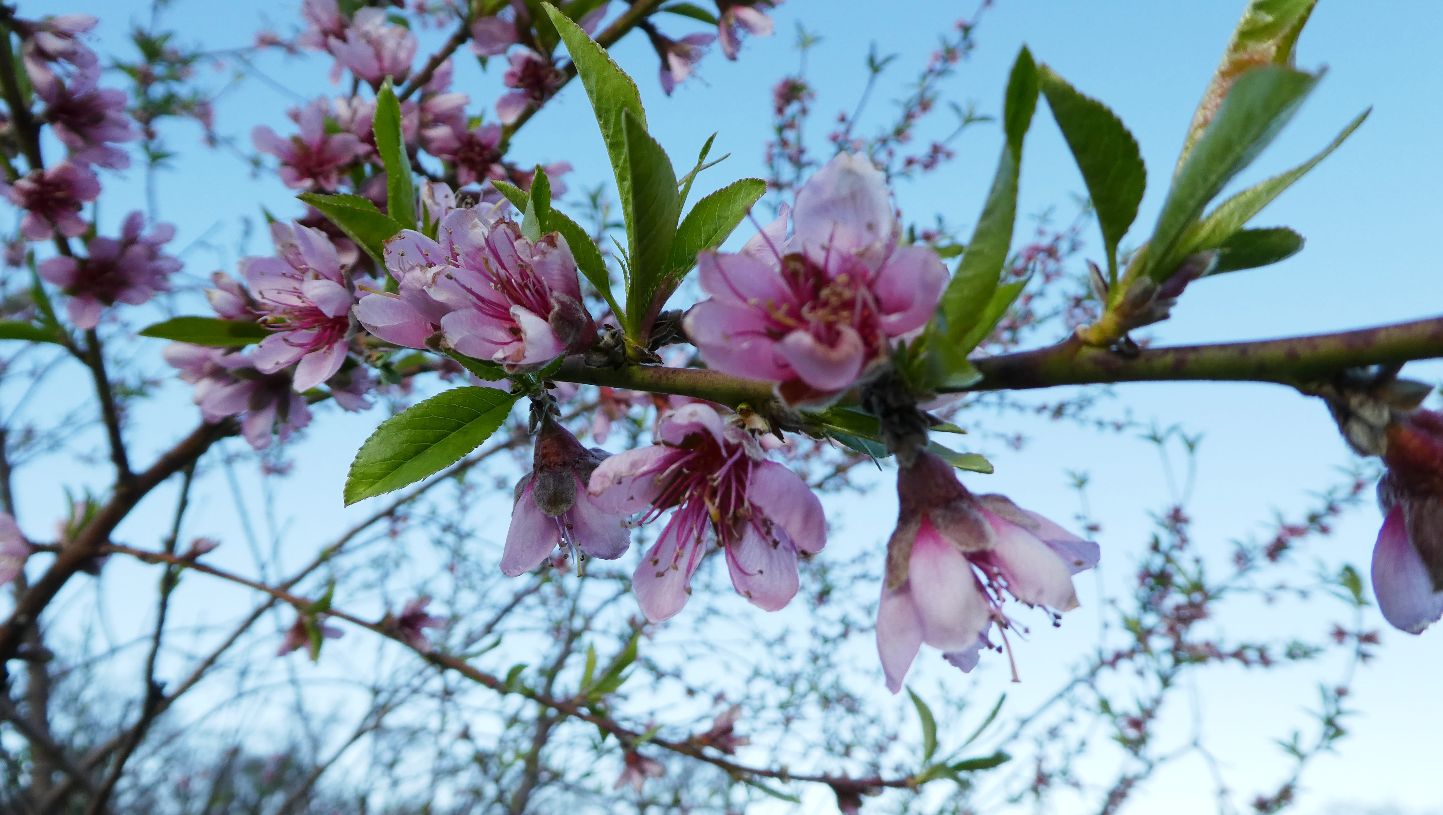 How to protect blooming fruit trees as hard freeze approaches