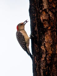 A red-bellied woodpecker searches for a morning snack along the path in Serenity Walk Park in East Naples on Tuesday, Jan. 9, 2018. Luke Franke/Naples Daily News