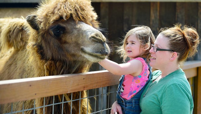 Guests are encouraged to get up close to many of the animals at Animal Adventure Park. 