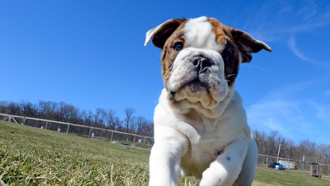Rocco, a 4-month-old English bulldog owned by Corey Hershner of York, plays at John Rudy County Park in East Manchester Township on National Puppy Day, Thursday, March 23, 2017.  John A. Pavoncello photo