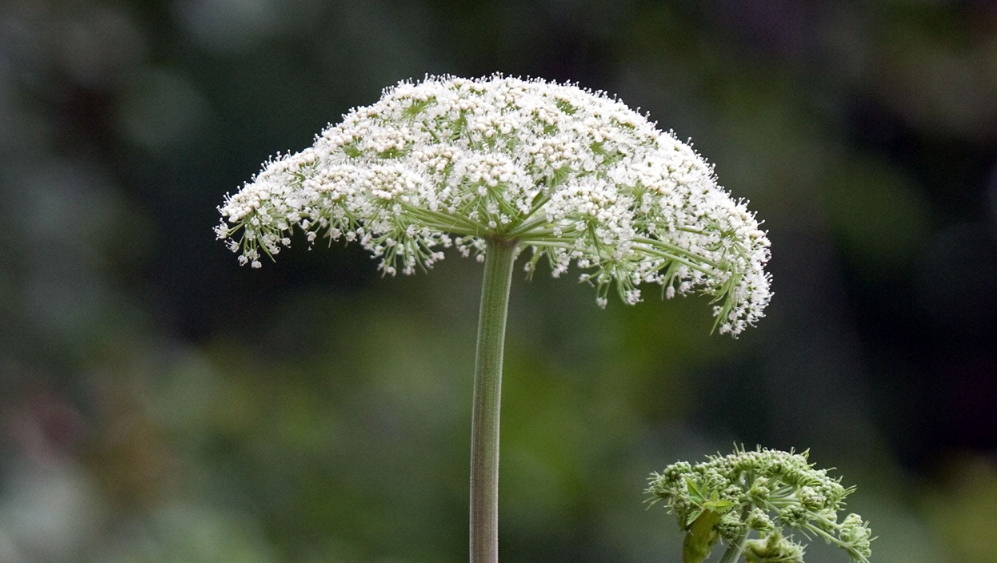 Giant Hogweed, which can cause and blindness, found in Virginia