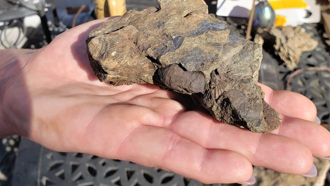 Carrie Hadaway holds a 400 million-year-old fossil she found in her backyard.