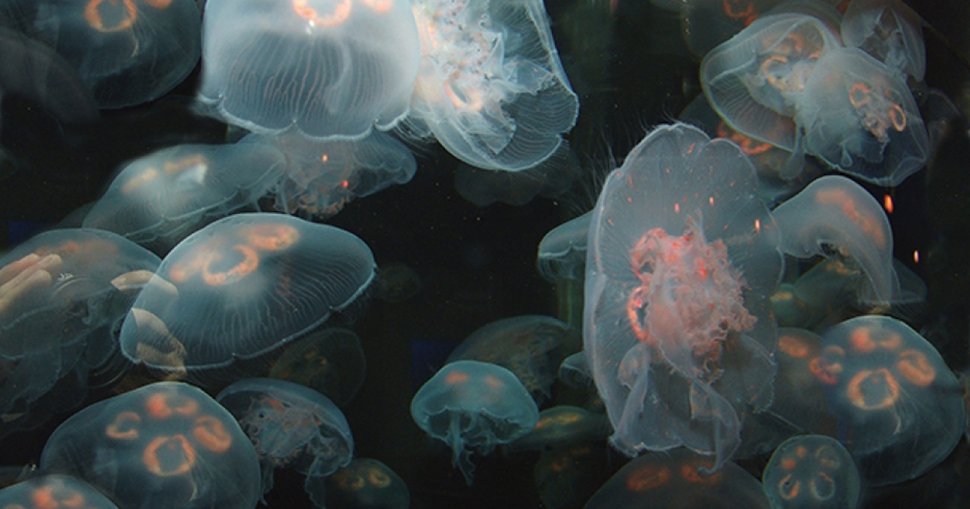 Jellyfish Are Beautiful But They Re Becoming A Global Headache