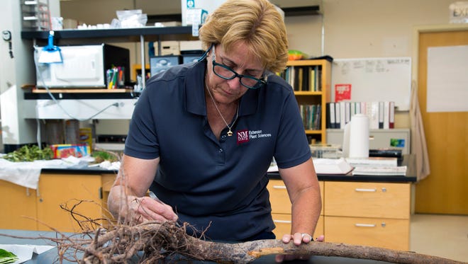 Dr. Natalie Goldberg, Extension plant pathologist, works at her Plant Diagnostic Clinic where she focuses on the identification of plant diseases, biology and epidemiology of pathogens, plant disease management, and the diagnostic process.