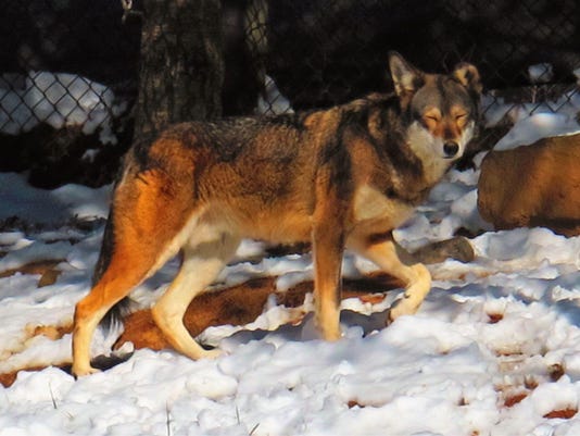 Red Wolves Near Extinction