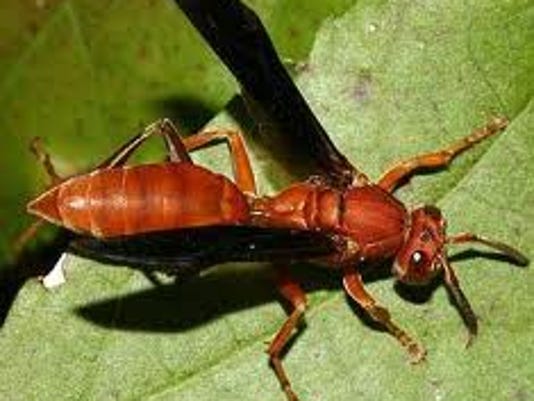 mom zone wasp pocalypse now