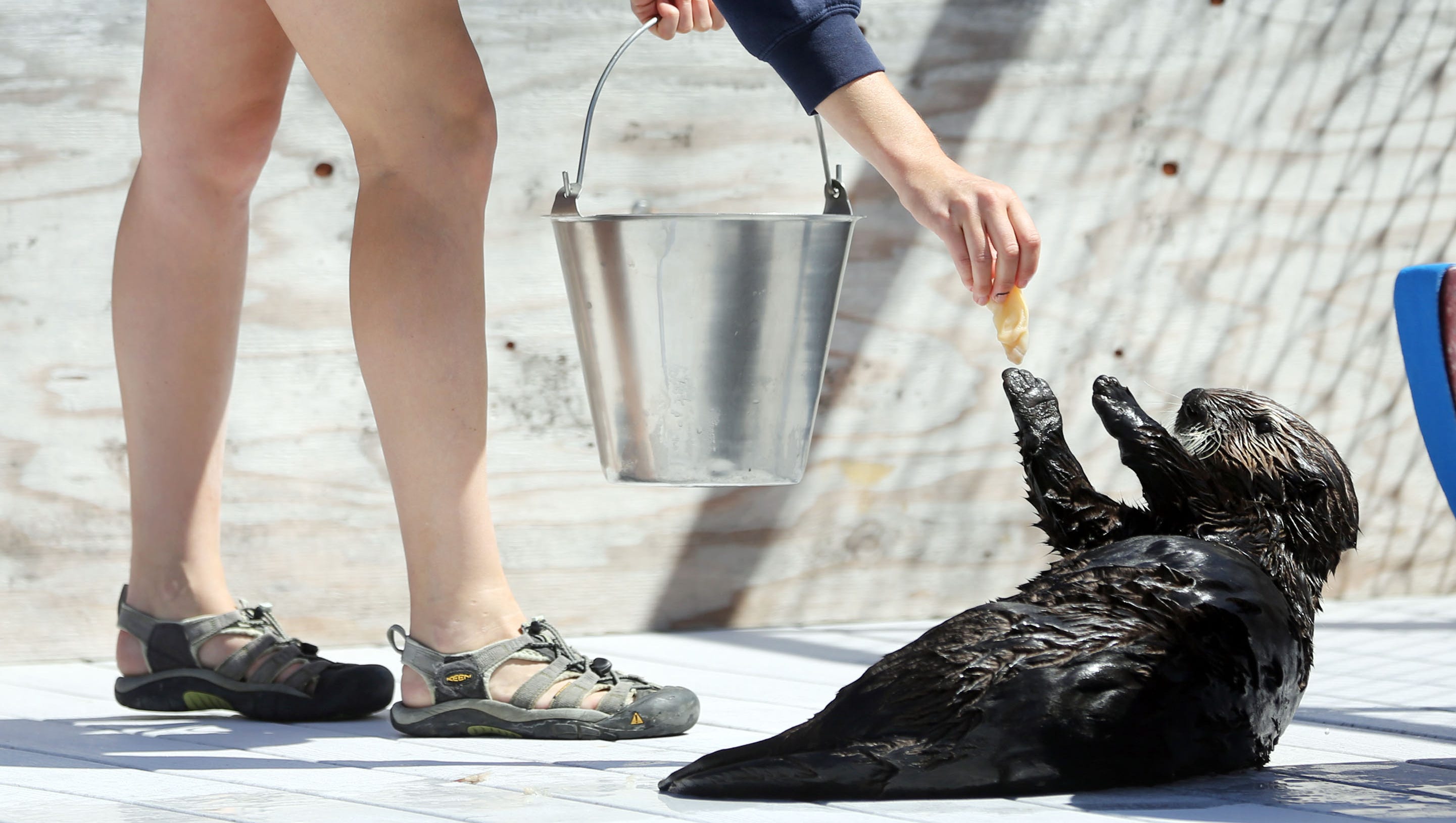 A frolicking time with otters at Oregon Coast Aquarium