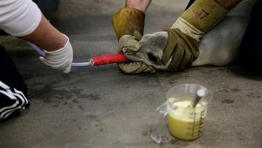 A just-rescued sea lion pup is tube-fed a formula at the Pacific Marine Mammal Center, Monday, March 2, 2015, in Laguna Beach, Calif. Since January, more than 1,100 starving and sickly sea lion pups have washed up along California’s coast. Rescue centers have taken in about 800 but are stretched thin by the demand.