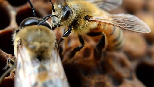Honey bees are seen at an apiary near Panama City, Fla., on Wednesday, March 4, 2015.