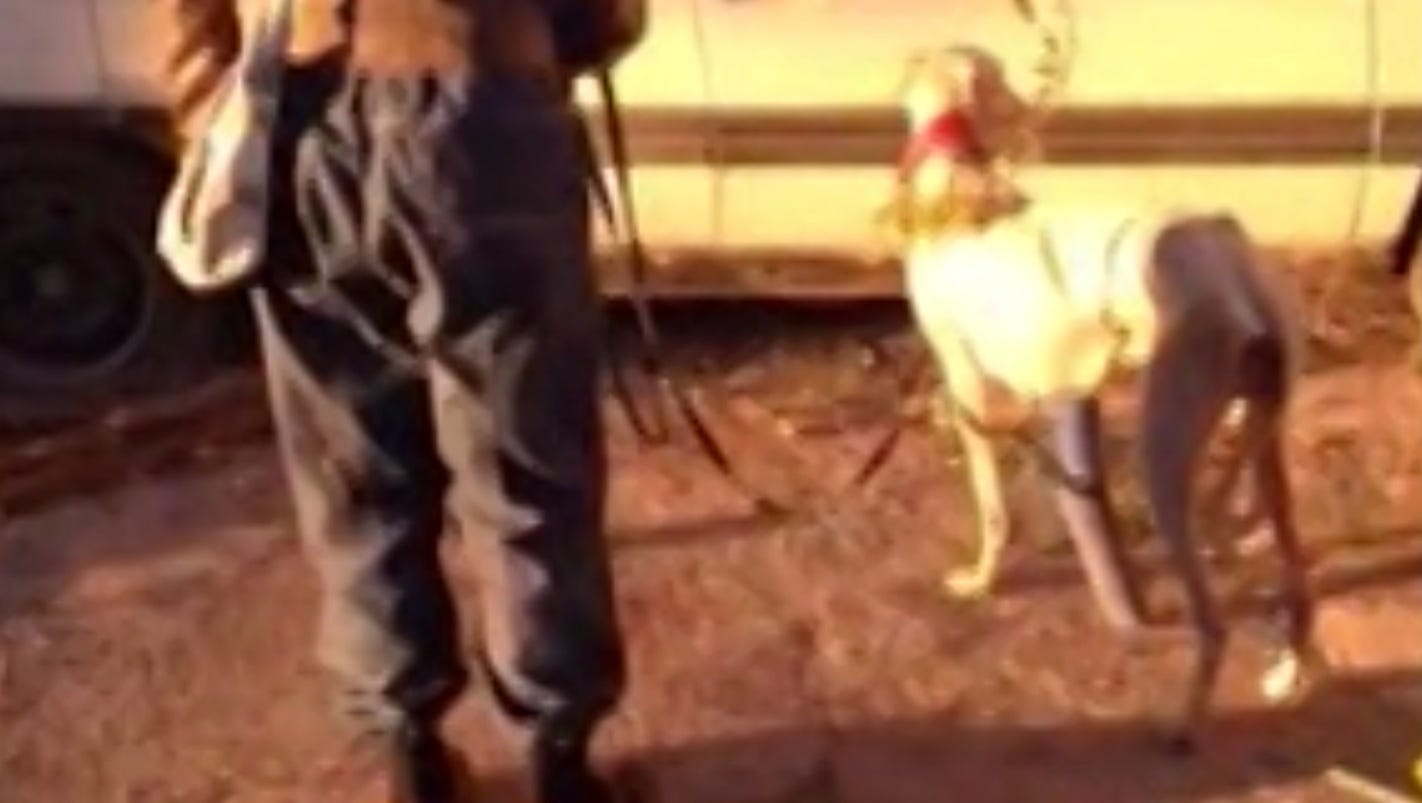 Injured dog leads rescuers to puppies