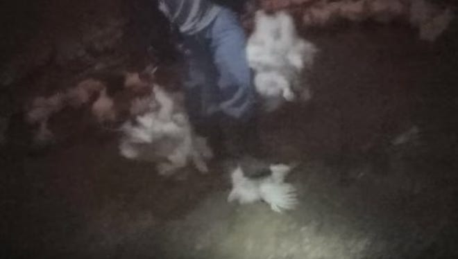 In a screen grab from an undercover video released on Wednesday by an animal rights group, an unidentified worker at a North Carolina chicken farm stomps a chicken to death.