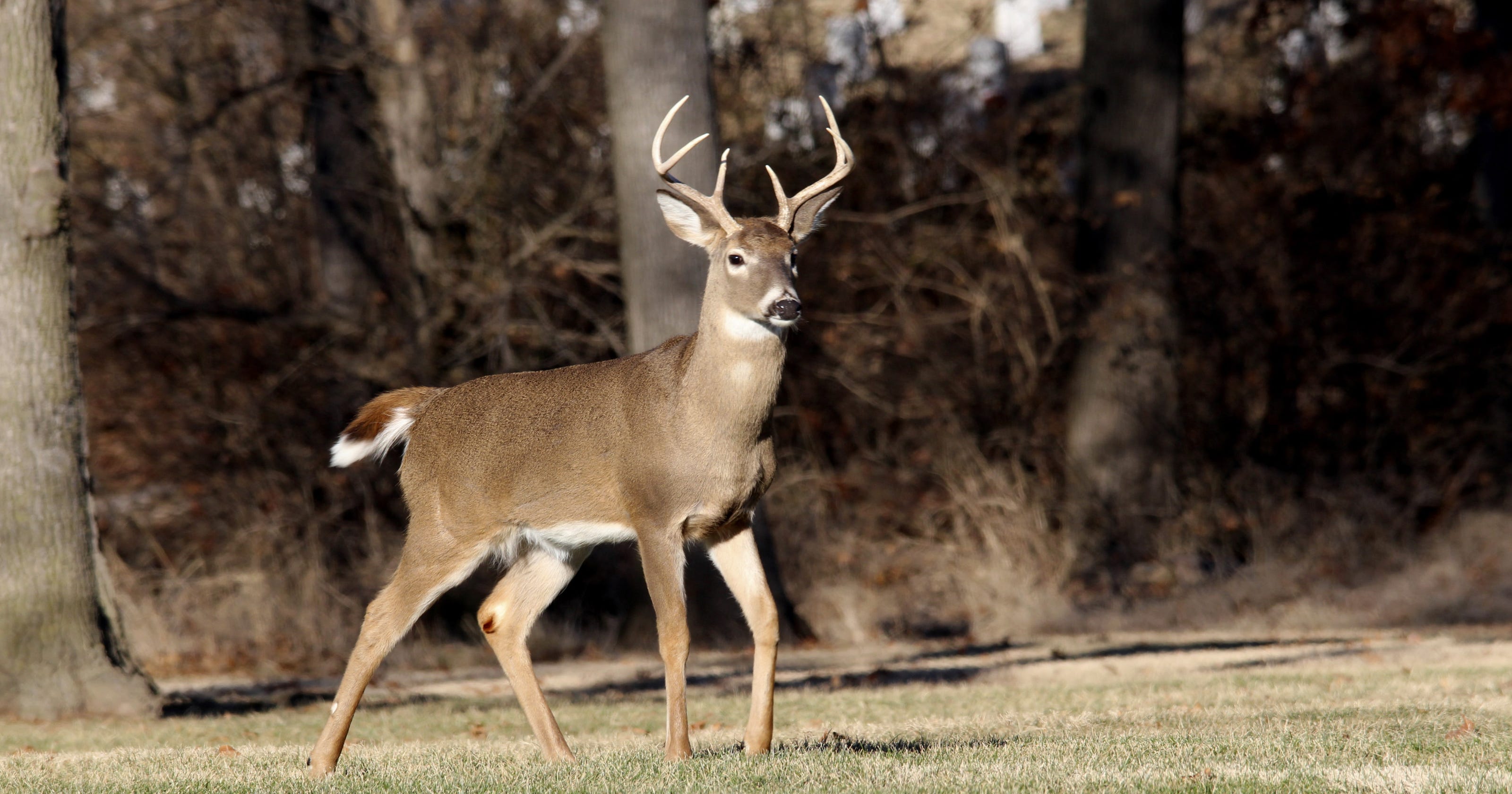 Minnesota firearms deer season opens Saturday