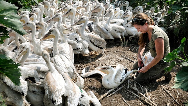 
Christine Kleven concentrates on banding a young pelican while surrounded by many more pelicans at the Lac Qui Parle Wildlife Management Area near Appleton on July 18. 
