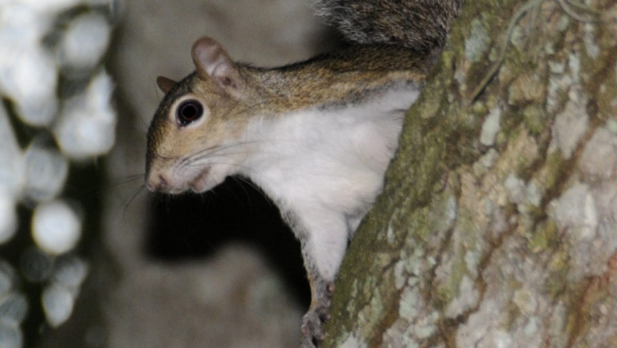 Carol Cloud Bailey How To Keep Squirrels From Eating Garden