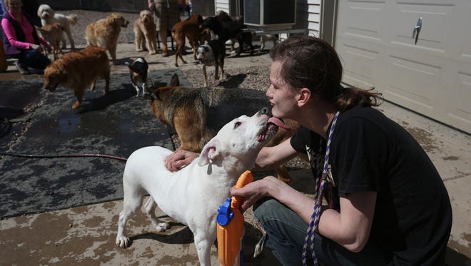 Caretaker Dallas Delgado of Rib Mountaine interacts with a dog at the First Class Pet Lodge, just outside of Wausau.