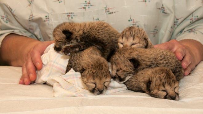 Second Cincinnati Zoo Cheetah Cub Dies Second Cincinnati Zoo Cheetah Cub Dies
