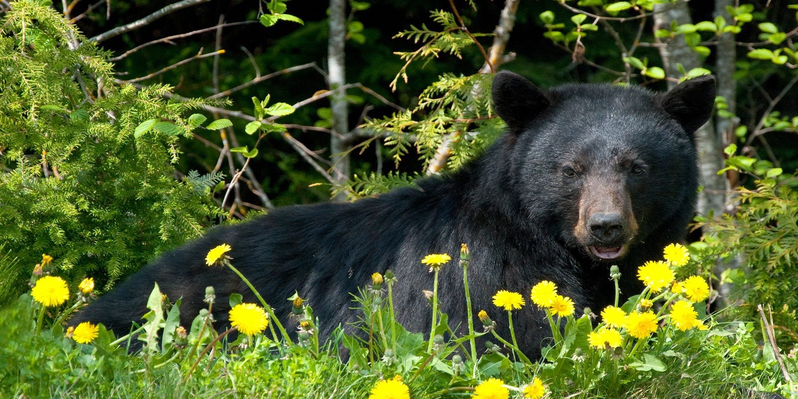 5 Scary Creatures You Could Meet In Kentucky