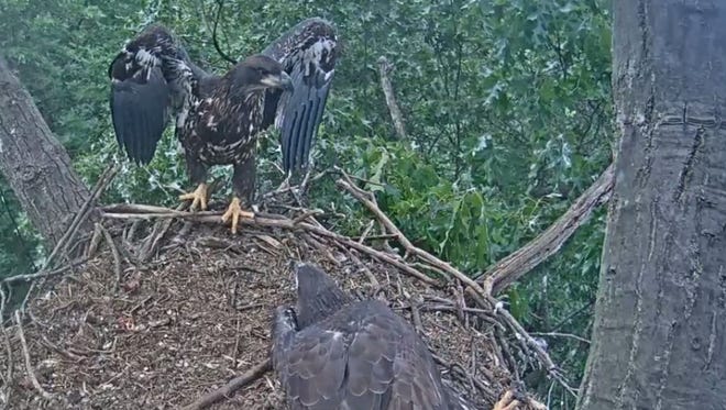 Hanover-area eagle Cody (left) prepares to take flight as his sister Mary looks on from the nest. Cody fledged Wednesday morning, while Mary is still waiting to take flight.
