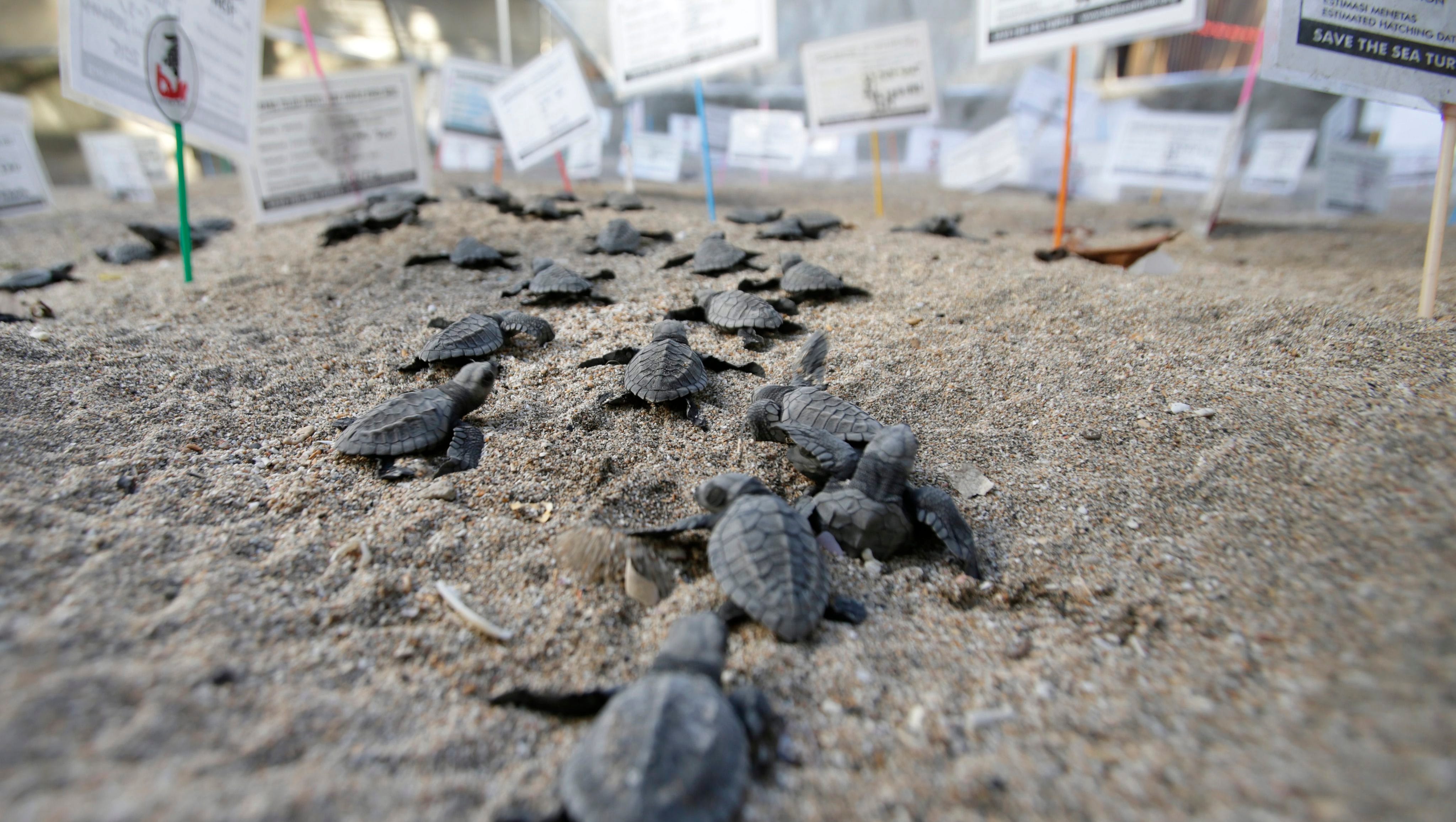 6 Endangered Animals Poachers Are Hunting Into Extinction