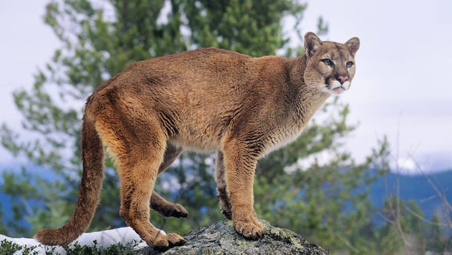 A mountain lion about 10 miles northwest of Aspen, Colo., attacked a 5-year-old boy June 17, 2016, as he was playing with his brother in his yard.
