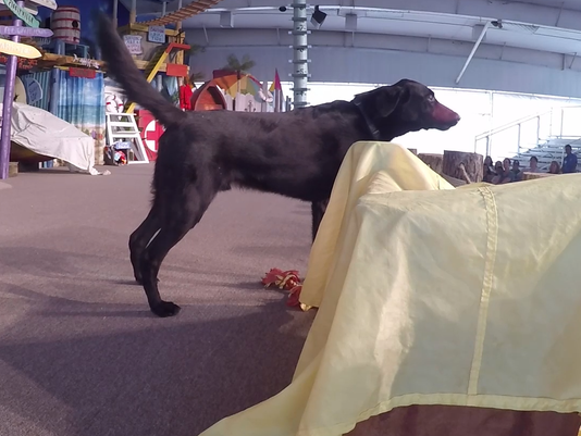 VIDEO THUMBNAIL 2 - CAT AND DOG SHOW