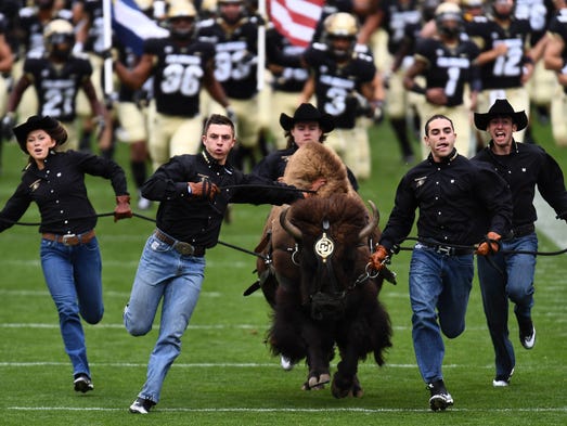 Colorado Buffaloes mascot Ralphie is run onto Folsom