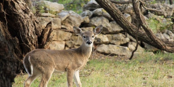 Texas A M Expert Drought Hurting Deer Quail Numbers