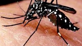 The Asian Tiger is the most likely mosquito to carry the Zika virus in Morris County
