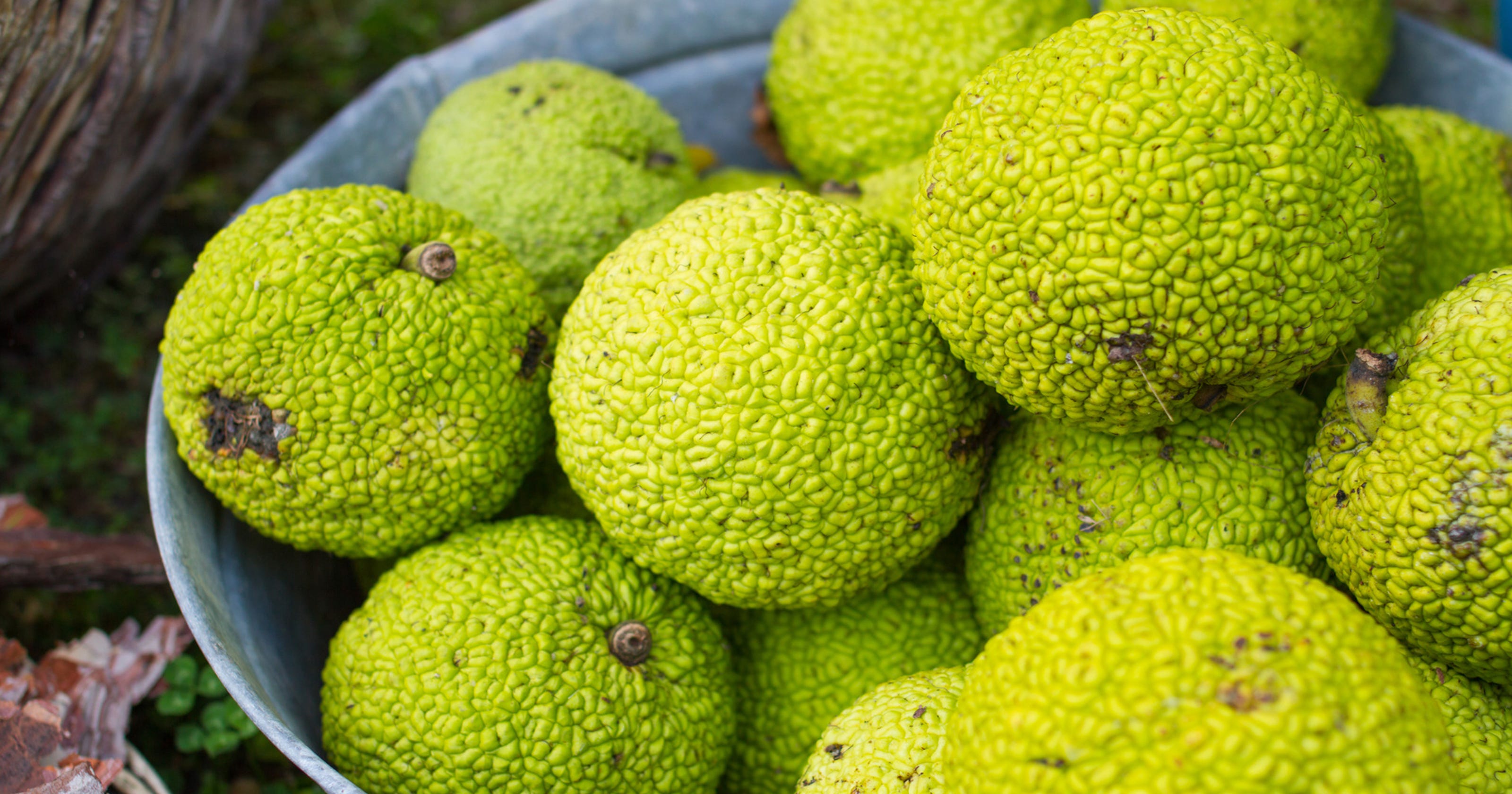 Hoosier Gardener: Long history colors osage orange