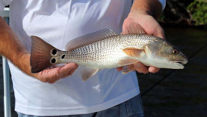 Reel Talk Radio host Capt. Rob Modys said the outlook for redfish in 2016 is good, after catching a dozen, fat "rats" with his brother, Capt. Pete Modys, near the Sister Keys in upper San Carlos Bay.