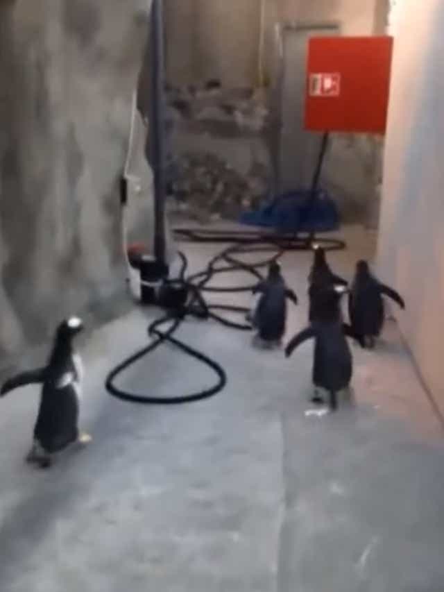Watch Group Of Penguins Attempt Escape At Denmark Zoo