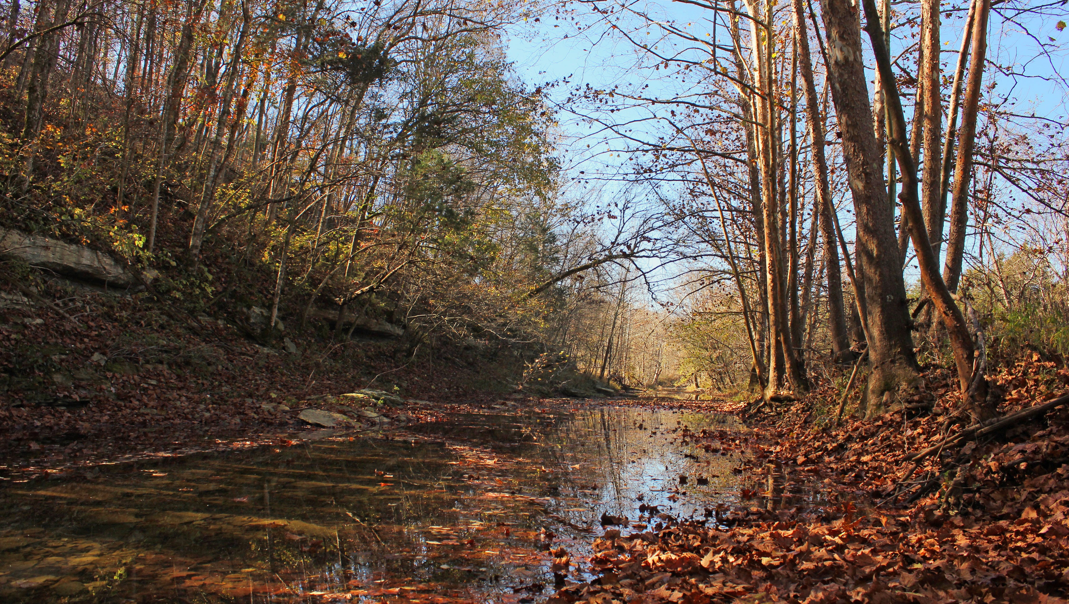Bat fund helps grow Bernheim Forest by 162 acres