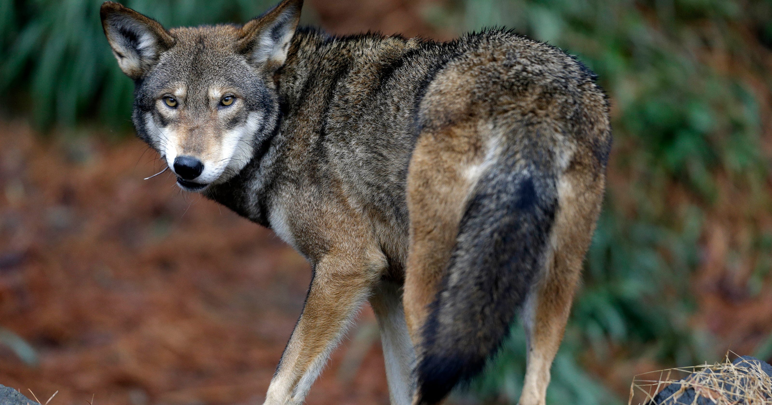 Red wolves nearing extinction — only 40 left in the wild