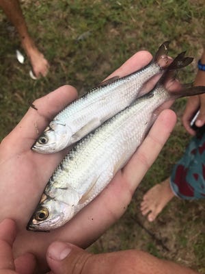 Micro tarpon were caught and released recently in a Palm City retention pond by anglers A.J. Chew, Paul Cuffaro and Luke Dombroski of Jupiter.