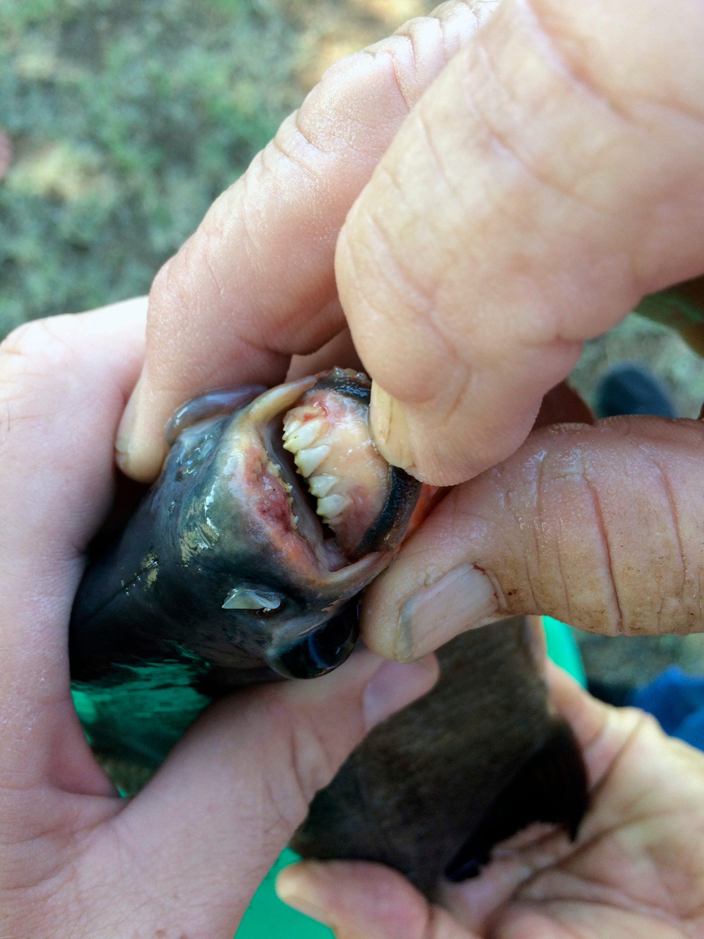 Girl Catches Piranha Like Fish In An Oklahoma Lake