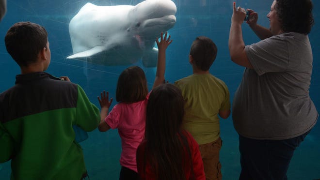Tourists view a beluga whale at Mystic Aquarium.