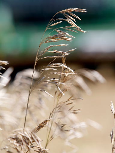 A few stalks of wheat stand at the edge of a field