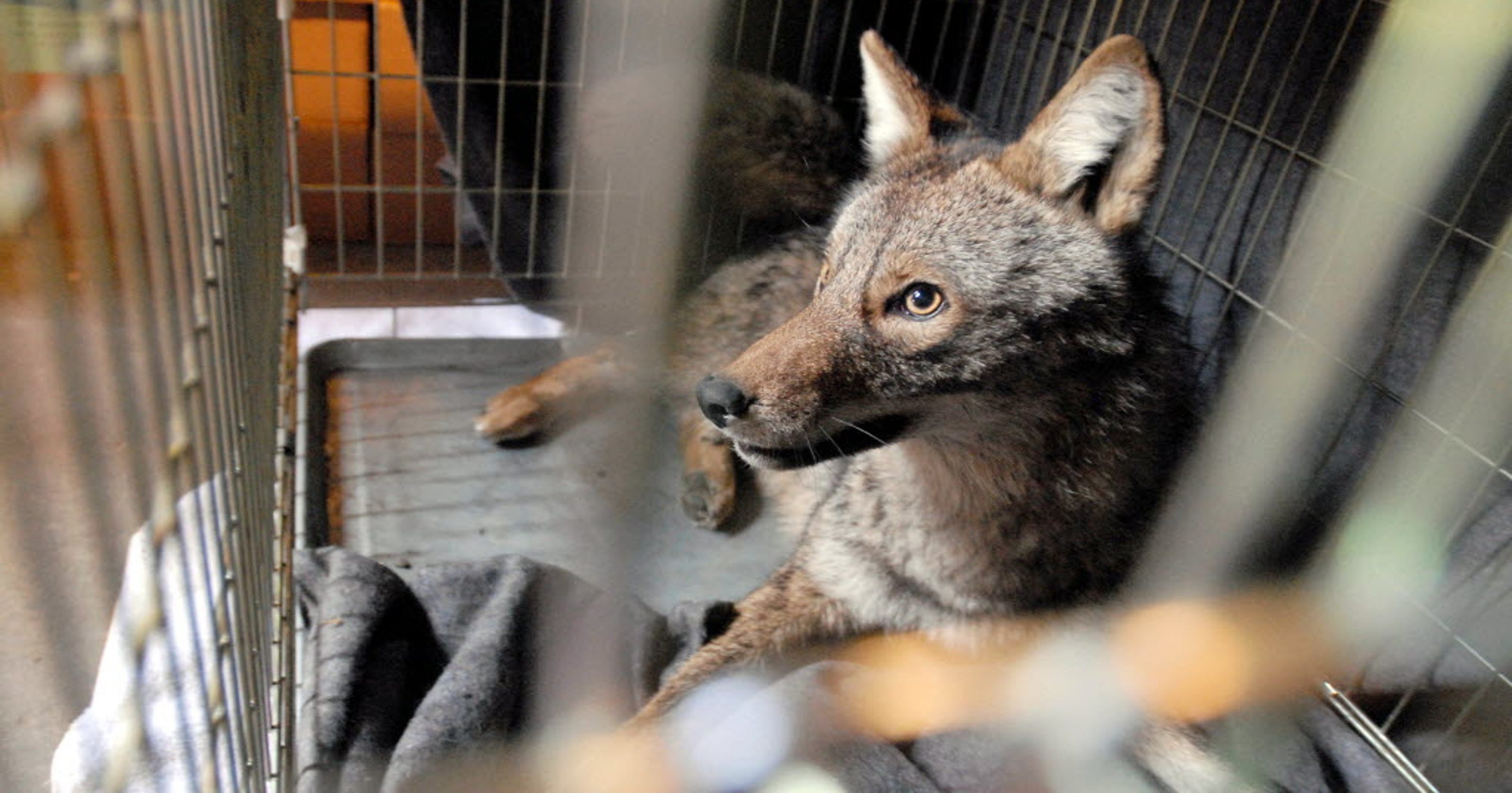 Coyotes attack, kill dog in Bloomingdale