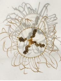 This clinging jellyfish - notorious for it's painful sting - was found in the Shrewsbury River last year.