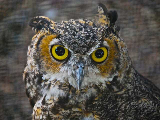 Ask Clay Why Do We Think Owls Are Wise