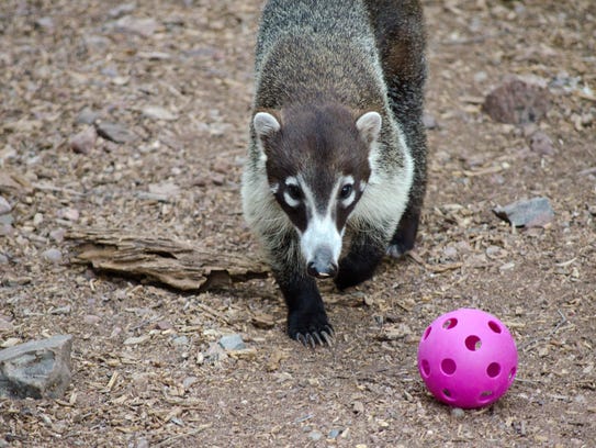 A coati enjoys a treat inside a toy during a 2015 Prowl