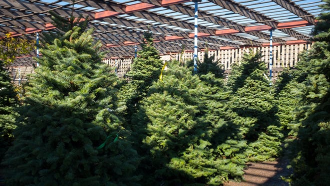 Some of the 350 Noble Firs available for purchase at Guzman’s Garden Center.