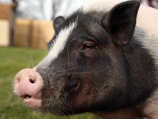 When it comes to pet pigs, mini doesn't mean small