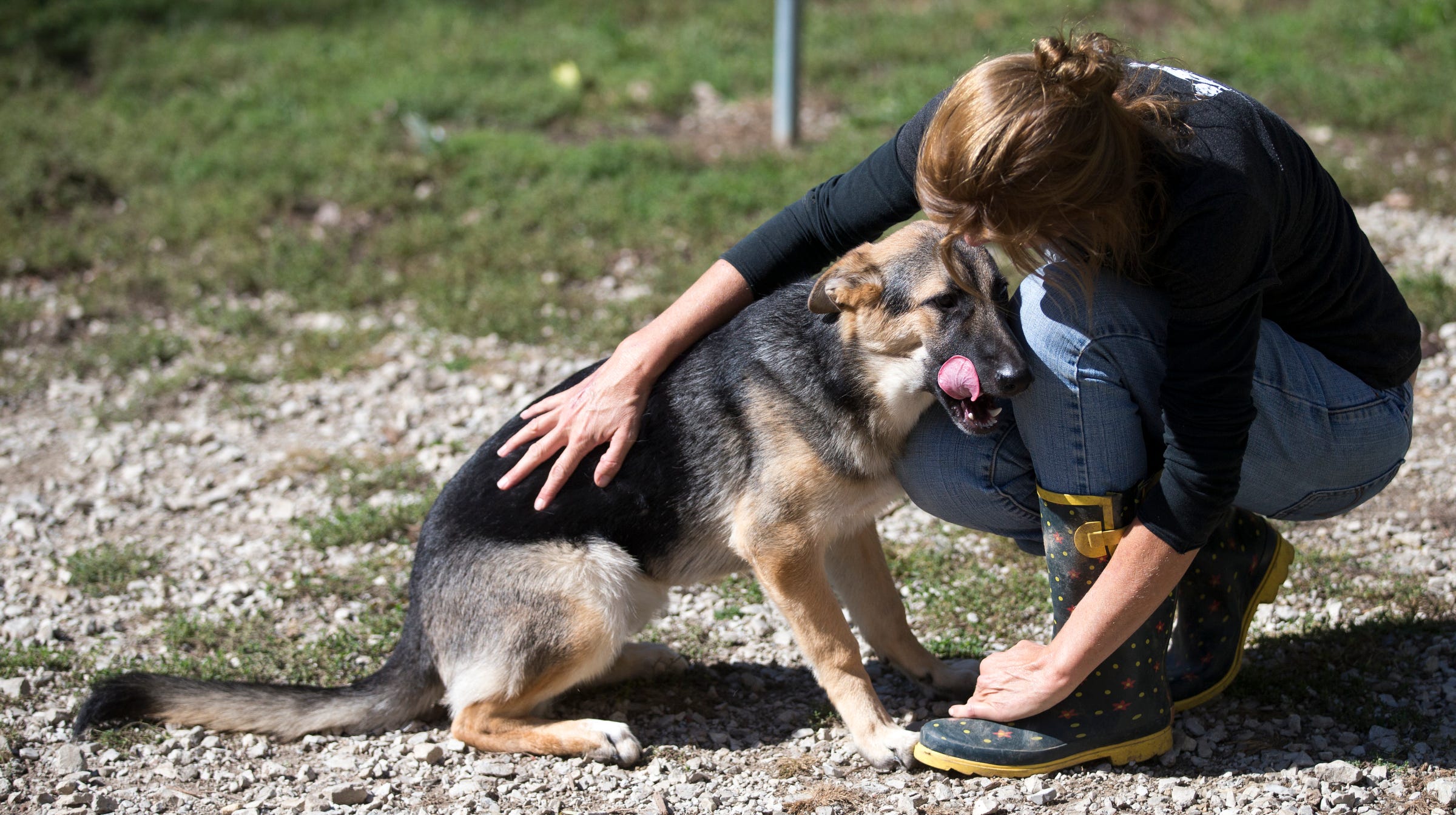 North east store german shepherd rescue