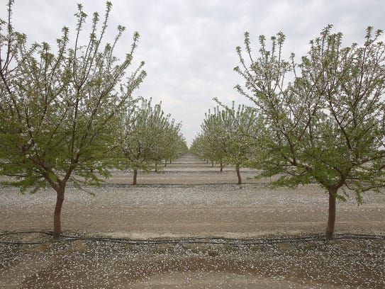 A drip irrigation system waters an almond orchard at