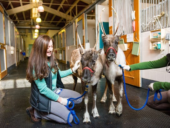 Little Buddy (left), a 7-month-old reindeer, was diagnosed with babesiosise by veterinarians at the Cornell University Equine and Nemo Farm Animal Hospital in November. Moose (right), his half-brother and herd-mate, donated a liter of blood to save his life.