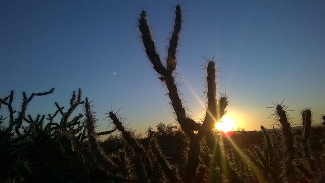 The sun near the mountain's crest provides the backlighting for this photo of a cactus in McDowell Mountain Park shared by Joe Duffey of Scottsdale.