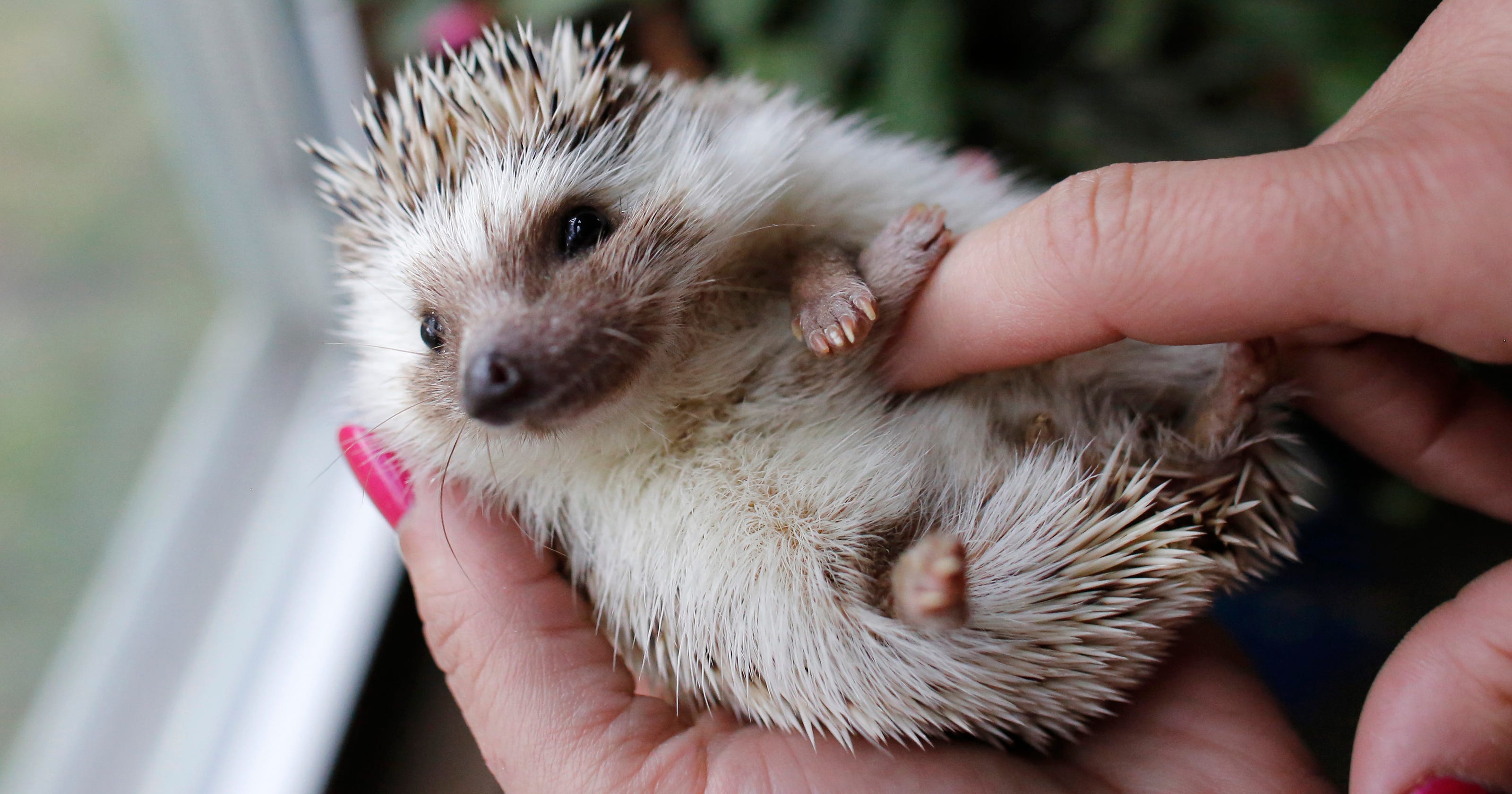 Cute and prickly: Hedgehogs finding homes as pets
