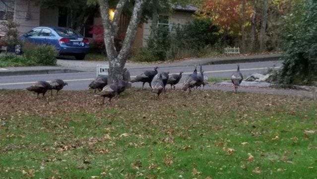 Wild turkeys saunter toward Commercial Street SE on Wednesday. They were spotted on Vista Avenue SE at about 5:30 p.m.