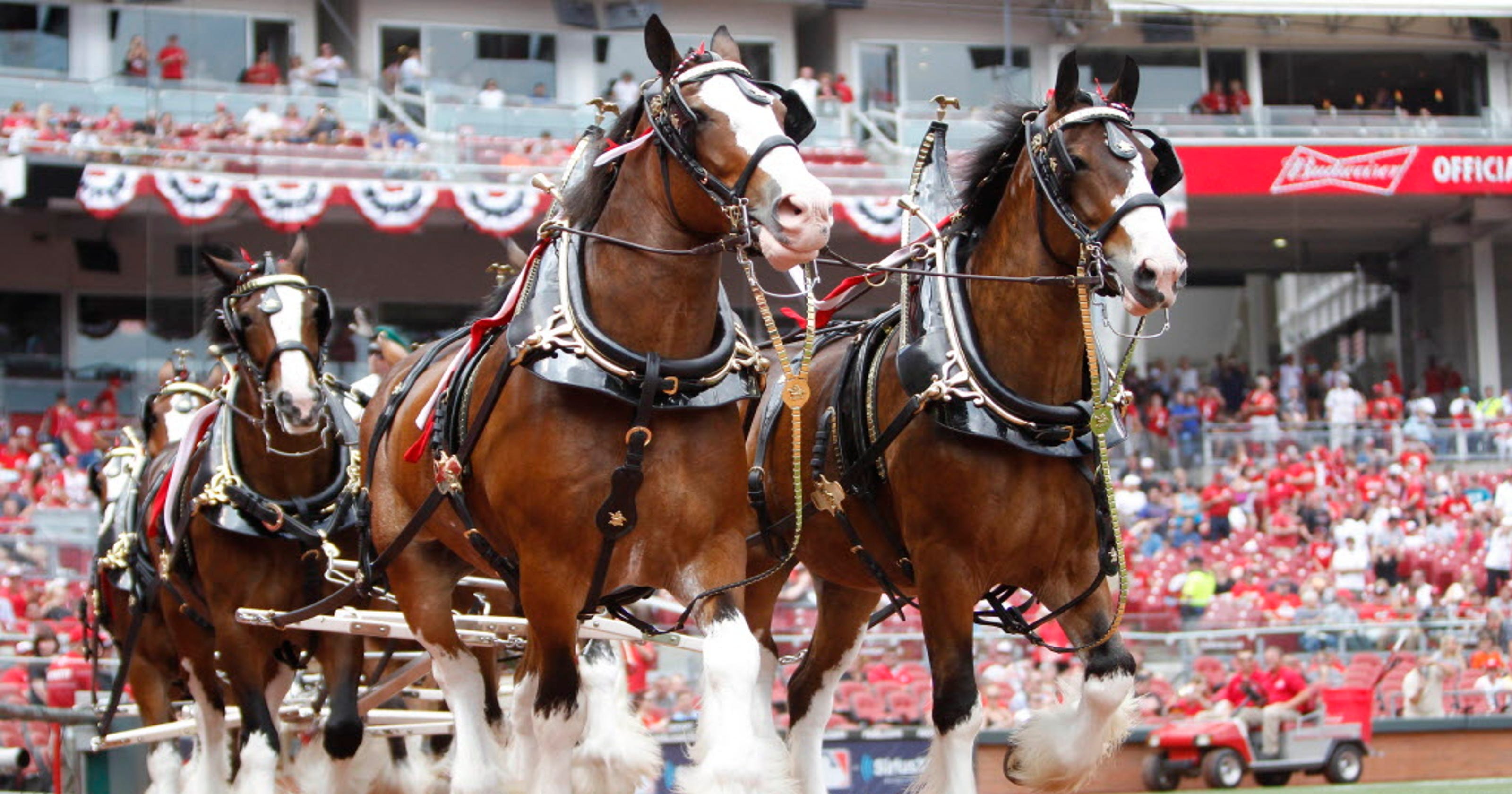 Budweiser Clydesdales Super Bowl Ads Image to u